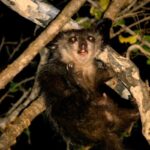 Aye-Aye (Daubentonia madagascariensis)