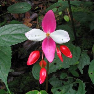 Begonia flower and buds