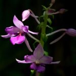 Calanthe madagascariensis