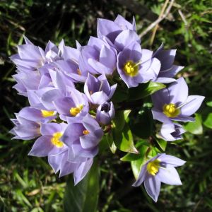 Marojejy flowers