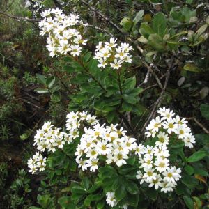 Marojejy flowers