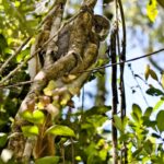 Eastern Woolly Lemur (Avahi laniger)