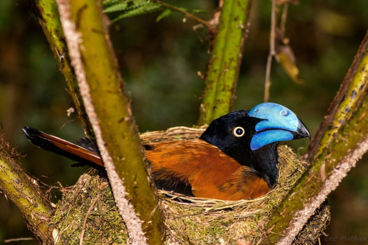 A bird with a reddish-brown back, black head and big blue beak sits in its nest.