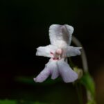 Impatiens manaharensis