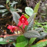 Impatiens sp.
