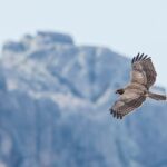 Madagascar Buzzard