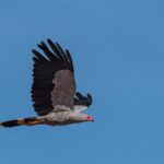 Madagascar Harrier-Hawk