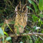Madagascar Long-eared Owl