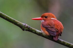 Madagascar Pygmy Kingfisher