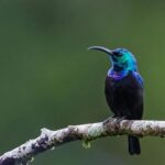 Madagascar Sunbird (male)
