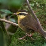 Madagascar Yellowbrow