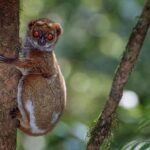 Eastern Woolly Lemur (Avahi laniger), Mantadia National Park