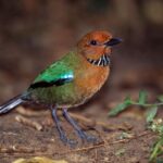 Adult Rufous-headed Ground-Roller (Atelornis crossleyi) on forest floor. Higher elevation rainforest (1300m), Marojejy National Park (near Camp Simpona)