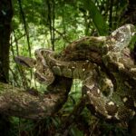 Madagascar Tree Boa