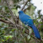 Adult Blue Coua (Coua caerulea) in forest understory, Ranomafana National Park