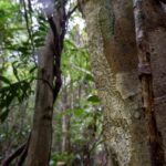 Resting Giant Leaf-tailed Gecko (Uroplatus giganteus) camouflaged on tree trunk in forest understory during the day. Marojejy National Park