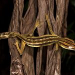 Lined Leaf-tailed Gecko (Uroplatus lineatus) that mimics shrivelled palm and Pandanus fronds. Active at night, Marojejy National Park