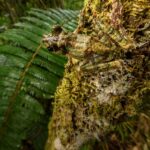 Moss/lichen mimic frog, Spinomantis