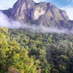 Lowland rainforest, Marojejy