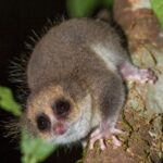 Hairy-eared Dwarf Lemur (Allocebus trichotis)