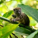 Northern Bamboo Lemur (Hapalemur occidentalis)