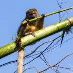 Northern Bamboo Lemur (Hapalemur occidentalis)