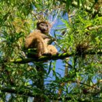 Northern Bamboo Lemur (Hapalemur occidentalis)