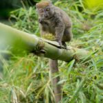 Northern Bamboo Lemur (Hapalemur occidentalis)