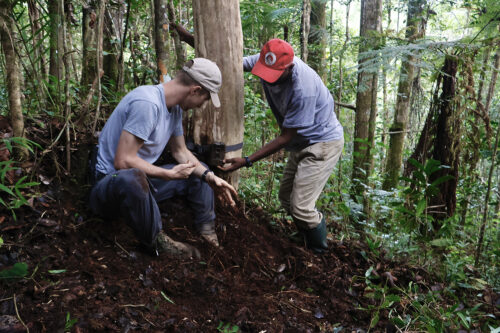 Two men are strapping a camera around a tree trunk in a dense forest.