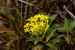 Payera coriacea