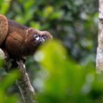 Red-bellied Lemur (Eulemur rubriventer)