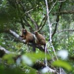Red-bellied Lemur (Eulemur rubriventer)