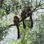 Red-bellied Lemur (Eulemur rubriventer)