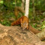 Ring-tailed Vontsira (Galidia elegans)