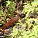 Ring-tailed Vontsira (Galidia elegans)