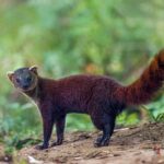 Ring-tailed Vontsira (Galidia elegans), photo © Dustin Chen