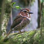 Short-legged Ground-Roller