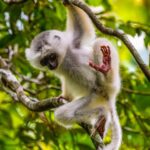 Silky Sifaka (Propithecus candidus), photo © Dustin Chen