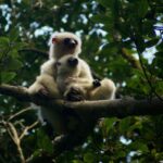 Silky Sifaka (Propithecus candidus)