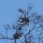 Silky Sifaka (Propithecus candidus)