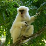 Silky Sifaka (Propithecus candidus)