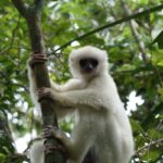 Silky Sifaka (Propithecus candidus)