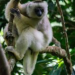 Silky Sifaka (Propithecus candidus)
