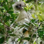 Silky Sifaka (Propithecus candidus)