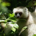 Silky Sifaka (Propithecus candidus)