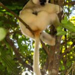 Silky Sifaka (Propithecus candidus)