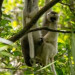 Silky Sifaka (Propithecus candidus)