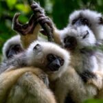 Silky Sifaka (Propithecus candidus), photo © Dustin Chen