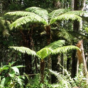 Tree ferns