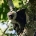 White-fronted Brown Lemur (Eulemur albifrons)